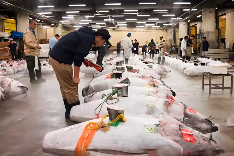 App hvacr japan tsukiji fish market cold chain